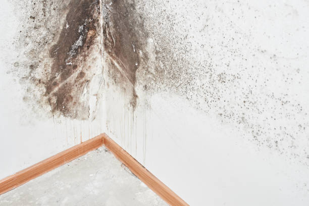 Why You Should Choose Our Mold Remediation Services in Vinton, VA